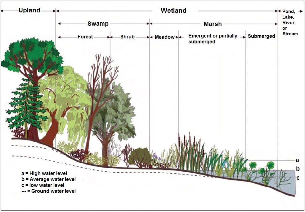 Wetlands Diagram